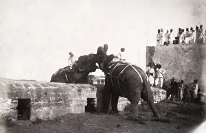 Elephants fighting, India or Burma, c. 1890 s