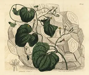 Dioscorea Prints: Elephants foot, Dioscorea elephantipes