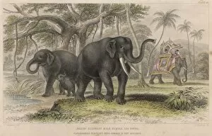 Animals Collection: Elephants / Howdah 19C