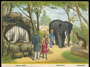 Elephants and Kangaroos