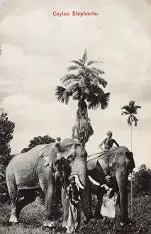 Keepers Prints: Elephants and their keepers, Ceylon (Sri Lanka)