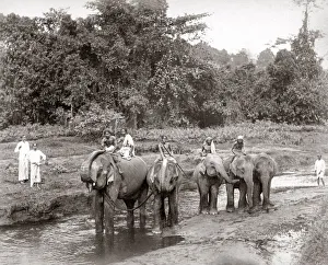 Elephants and mahouts, India or Ceylon (Sri Lanka) c. 1880 s