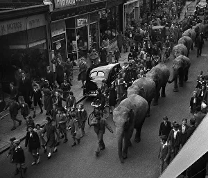 Elephants Prints: Elephants parade through town to publicise circus