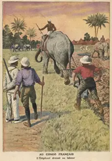 Elephants Ploughing 1911