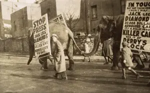Elephants and sandwich boards - Jack Legs Diamond