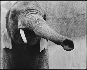 Tusks Prints: Elephants Trunk