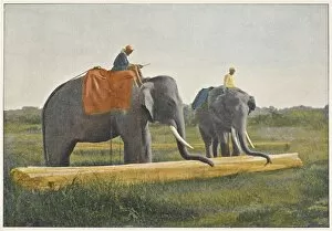 Moving Gallery: Elephants Working 1890S