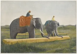 Elephants Working 1890S
