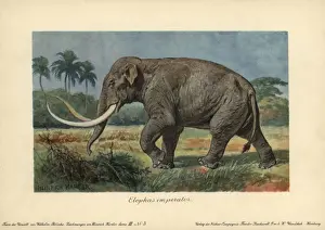 Mammuthus Prints: Elephas imperator, an extinct giant mammoth