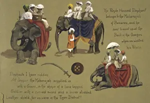 Elephas maximus, Asian elephant