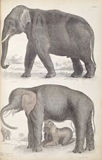 Elephantidae Collection: Elephas maximus, Asian elephant & Loxodonta africana, Africa