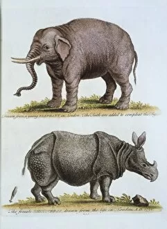 Elephantoidea Collection: Elephas maximus, Asian elephant & rhinoceros