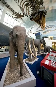 Elephantoidea Collection: Elephas maximus, Asiatic elephant