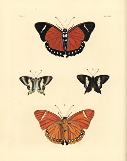 Eleus orange forester and Neave's banded judy butterfly Eleus orange forester and Neave's banded judy butterfly