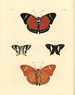 Dorsal Prints: Eleus orange forester and Neaves banded judy butterfly