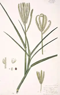 Cereal Prints: Eleusine coracana, finger millet