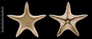 Echinodermata Prints: Elginia