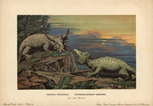 Tiere Collection: Elginia mirabilis, extinct pareiasaur