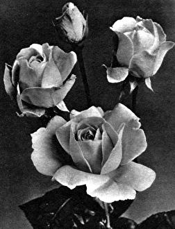 Images Dated 20th October 2011: Elizabeth Rose