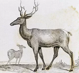 Elk. Artiodactyl mammal deer