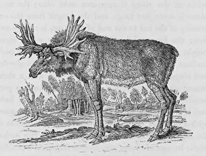 Alces Gallery: Elk (Bewick)
