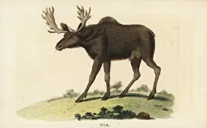Elk, Cervus canadensis