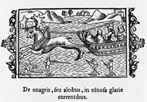Sleighs Prints: Elk-Drawn Sleigh