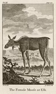 Alces Gallery: Elk or Moose