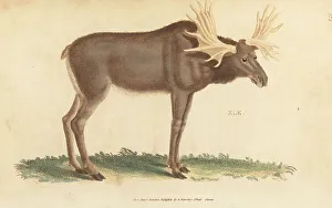 Kearsley Prints: Elk or moose, Alces alces