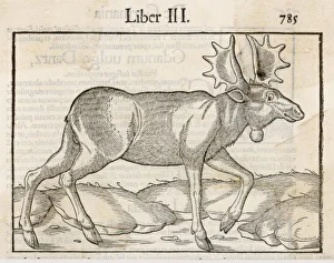 Alces Gallery: Elk (Munster)