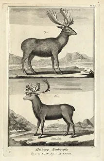 1774 Prints: Elk and reindeer