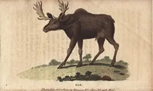 Canadensis Prints: Elk or wapiti, Cervus canadensis