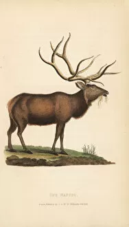 Elk or wapiti, Cervus canadensis (Cervus strongyloceros)