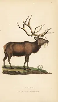 Griffith Prints: Elk or wapiti, Cervus canadensis (Cervus strongyloceros)
