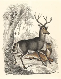 Alces Gallery: Elk or wapiti, Cervus canadensis, stag and doe
