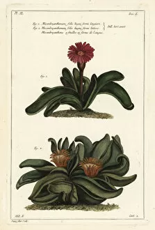 Buchoz Collection: Elkhorn plant, Rhombophyllum dolabriforme