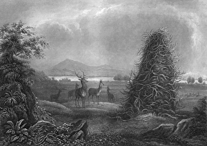 Images Dated 15th June 2011: Elkhorn Pyramid