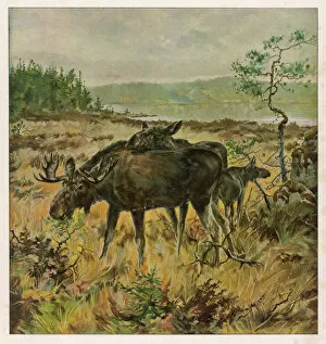 Alces Gallery: Elks in Sweden