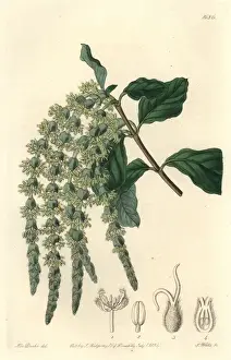 Elliptic-leaved garrya or silk-tassel bush