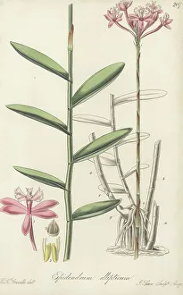 Paraguay Prints: Elliptical-leaved epidendrum orchid, Epidendrum ellipticum