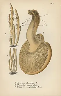 Agaricus Prints: Elm sidefoot, Agaricus ulmarius 1, furrowed