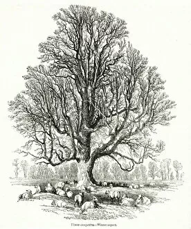 Elm tree, Ulmus campestris, in winter