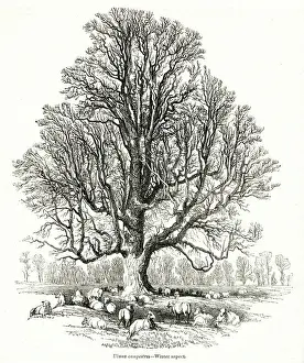 1842 Prints: Elm tree, Ulmus campestris, in winter