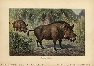 Eocene Prints: Elotherium or Entelodon, extinct genus of Entelodontidae