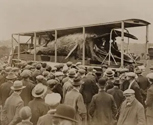 Theria Prints: Embalmed whale on tour in England, 1931
