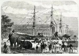 Abyssinian Gallery: Embarking elephants at Bombay for the Abyssinian Expedition