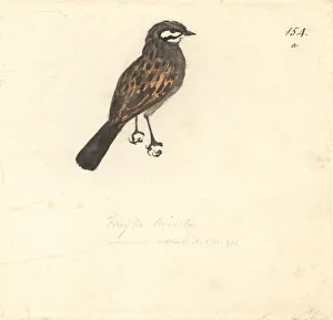 Forster Collection: Emberiza capensis, Cape bunting
