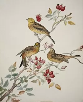 American Sparrow Collection: Emberiza citrinella, yellowhammer
