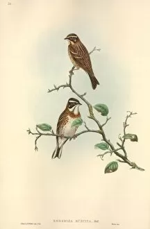 American Sparrow Collection: Emberiza rustica, rustic bunting