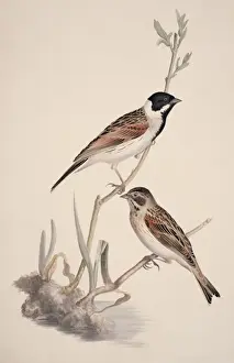 Emberiza schoeniclus, reed bunting